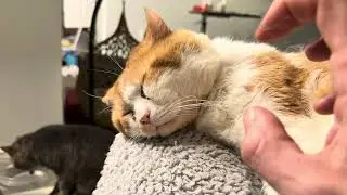 Cat Purr ASMR