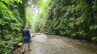 Fern Canyon in California 