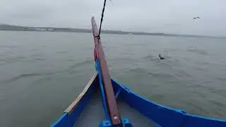 Dolphin's next to the pirate ship today, Scarborough