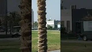 Jeddah corniche
