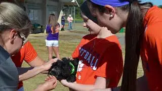 Clemson Club Softball - 2016