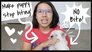 Teach Your Puppy NOT To Bite! | Wittle Havanese
