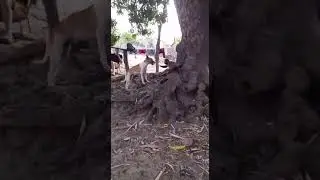 Monkey vs Dog rivalry patt se headshot funny clip. I can't stop myself laughing 🤣😂🤣😂😅
