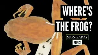 Researcher in Uganda hopes to rediscover a frog that's only been spotted twice.