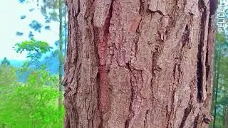 deniyaya anilkanda pinus wthu yaya