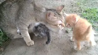Rescued Mother Cat Wants To Adopt Other Rescued Kitten