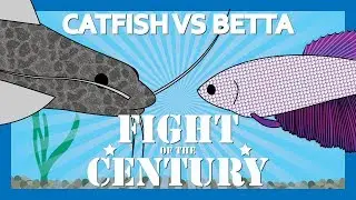 Fight of the Century! Catfish Vs Betta! [Story] | JustCallMeGary
