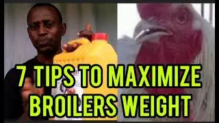 How to maximize Broilers growth:Top 7 Tips to Maximize Broiler Growth -  HOW To get Best Result