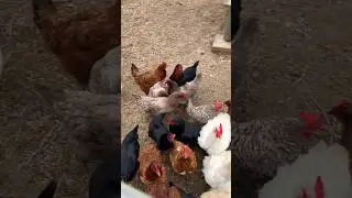 Feeding the chickens in the morning! #animals #shorts