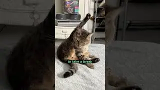 420 Cat Stretch? Kitty Wisdom Level 3 #cat #kittycat #cats #whatif