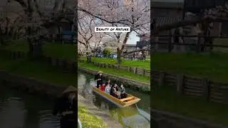 Sakura tunnel and this boat ride wow #shorts #sakura #japan #spring #nature #love