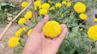 ନୂଆ ବର୍ଷ ରେ କିଛି ନୂଆ ଉତ୍ସାହର ସହ....👍🏻ଜୟ ଶ୍ରୀ ଜଗନ୍ନାଥ 🙏🏻 ❤️