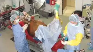 Veterinarian's Role in Equine Insurance