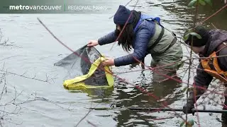 Salmon Tracking in ƛ̓&eacute;xətəm Regional Park