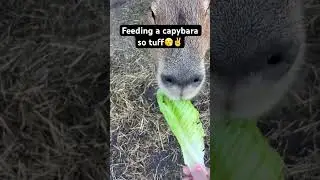 Feeding a capybara😮&zwj;💨 #cool #capybara #capybara song #tuff #animals