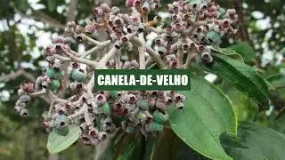 Canela-de-velho (Miconia albicans)