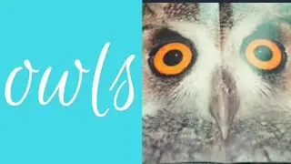 A HOMESCHOOL DAY|OWL UNIT|NATURE WATCH