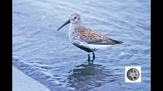 Bécasseau variable