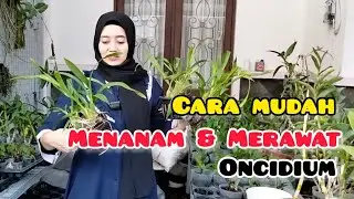 Tips Mudah Menanam dan Perawatan Anggrek Oncidium