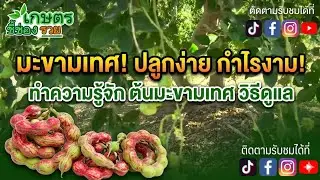 Программа об органическом земледелии: Путь к богатству. Эпизод 1206 — Выращивание тамаринда для п...