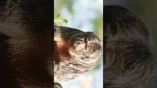 White-faced Saki (Pithecia pithecia) in Titi, Saki Monkey & Uakari Family (Pitheciidae) - Female