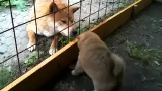 Sassy and Tobi-Baby