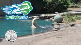 Buffalo Zoo - Buffalo, NY - Reopened  / First Visit Back