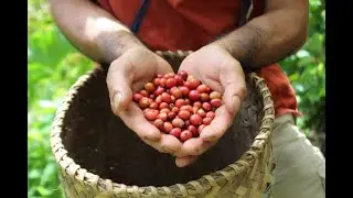 Brewing Heritage featuring Sitio Buyuan-Baras Coffee Growers Association in Igbaras, Iloilo