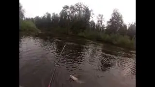 Silver Salmon on Situk River in Yakutat, AK Filmed with GoPro Hero3