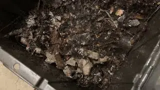 Day 26, Part 2: Coffee Chaff in a Worm Bin? | Red Wiggler Chronicles