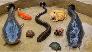 Amazing Moment! Catching a Big Catfish with Turtles Nearby