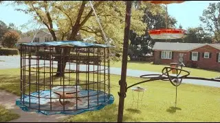 Close--up Hummingbird Feeder Cam  (1080p | 60 FPS)