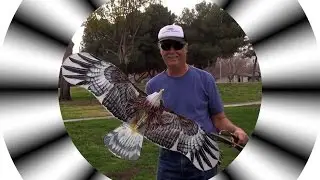 Plate Eagle Panying Progress #3 One Way Eagle