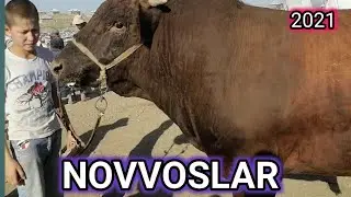 NOVVOSLARNI ENG SARALARI/XO'KIZ NARXLARI. 23.06.2021 / ЧИРОКЧИ МОЛ БОЗОРИ