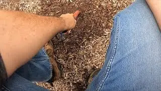 XP Deus More Park Hunting