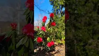 New Vlog Coming soon #australiaevents #family #australianculture #mountainrange #culturalfestival