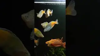 Scarlet Rainbow #fishroom #aquarium #fishroom