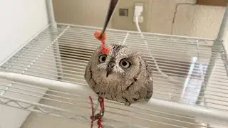 エサを目の前に理性を無くすフクロウがこちらです…