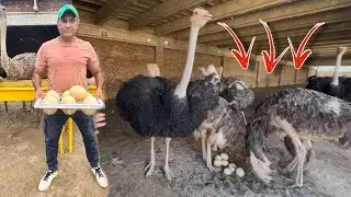 Shutar Murgh&nbsp;Anda Uthane Nahi Day Raha