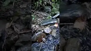 Best breeding season for small fish