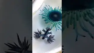 Blue Glaucus a Blue Sea Dragon or an Angel? #shorts