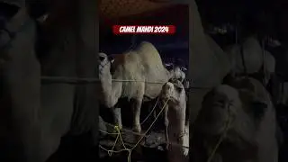 Gujranwala Bakra Mandi 2024 | Gujranwala Camel Mandi 2024 #bakramandi2024 #viral