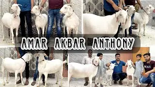 Pure white barbari goats | Mashallah | Heavy beautiful goats | Bakra Eid 2023 | Lucknow UP