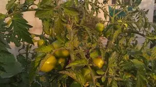 Fun Food and Gardening  is live