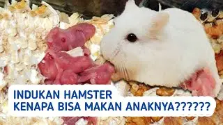 CARA MENCEGAH AGAR INDUKAN HAMSTER TIDAK MEMAKAN ANAKNYA