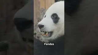 Panda Fun Facts You Didn't Know! #pandafacts #cutepandastatus #wildlife #animallover