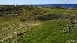 Endangered corncrake returns to Fanad Lighthouse