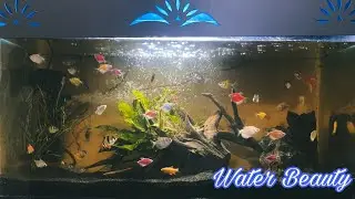 Glo Fish - Water Beauty | Aquarium | Jai's Official Diary
