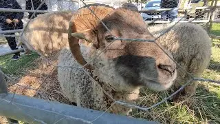 Gli Animali della Fiera di Santo Stefano 2025 (Vallecchia) - Docu-Vlog di Andrea Del Giudice