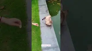 kucing jatoh ke air lucu #cat #cats #catshorts #cute #fun #funny #funnyvideo #kucing